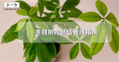 金錢樹澆水|金錢樹的豐盛養護指南：吸引財富與繁榮 